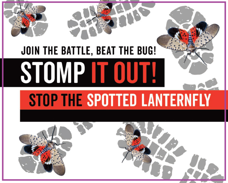 Spotted Lanternfly - What you should know