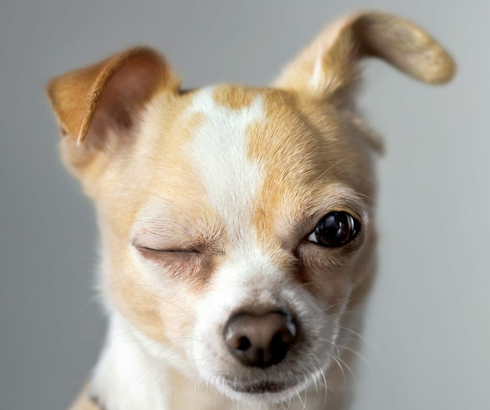 Time to Renew Your Dog License