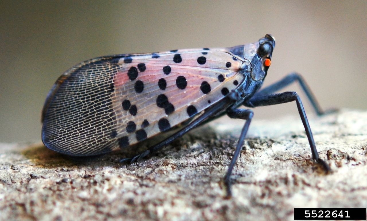 Borough of Highlands Spotted Lanternfly Plan